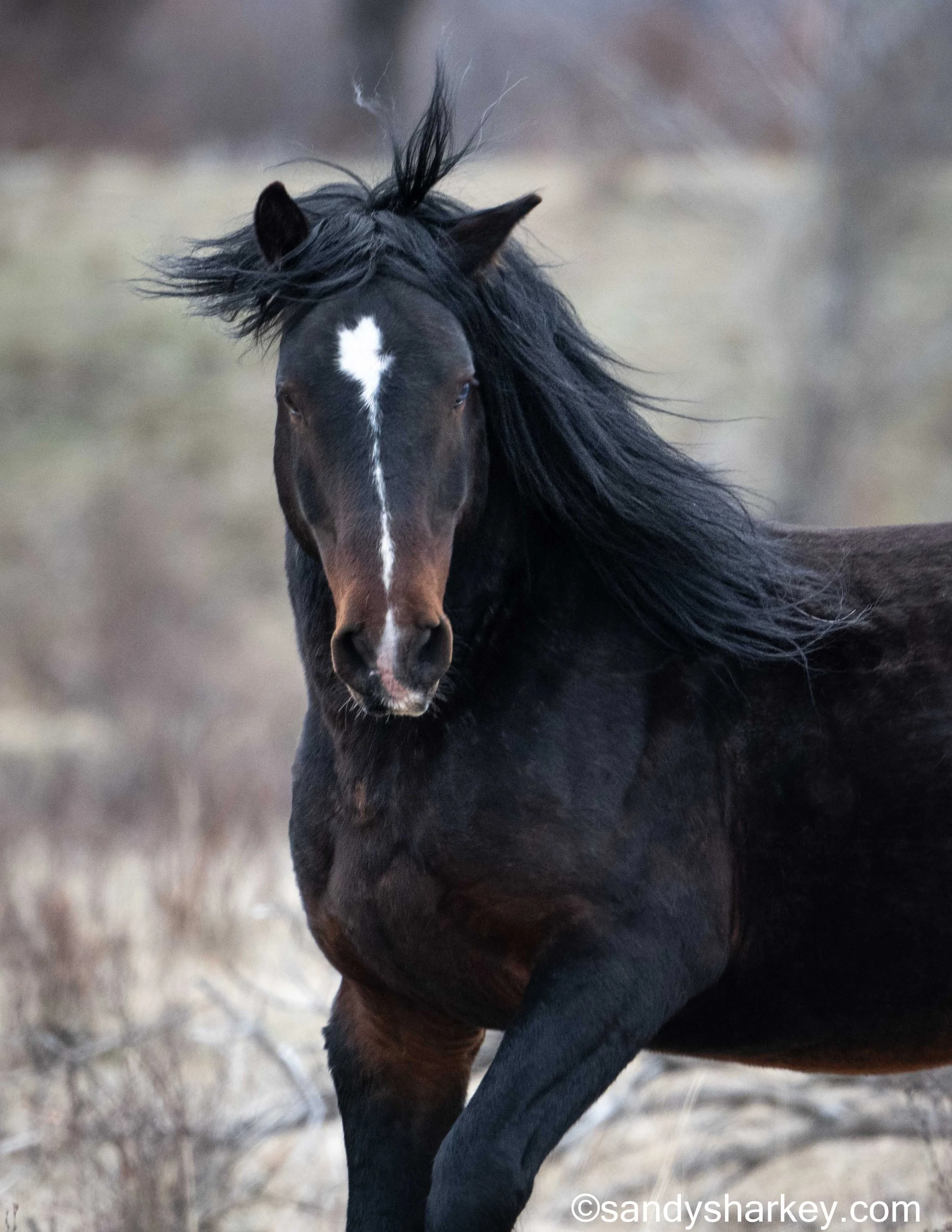 Sandy Sharkey Photography